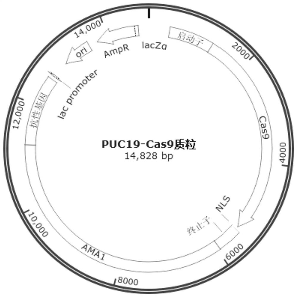 A method for rapidly constructing recombinant strains of Aspergillus