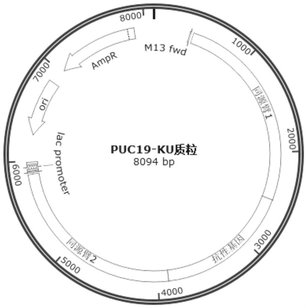 A method for rapidly constructing recombinant strains of Aspergillus