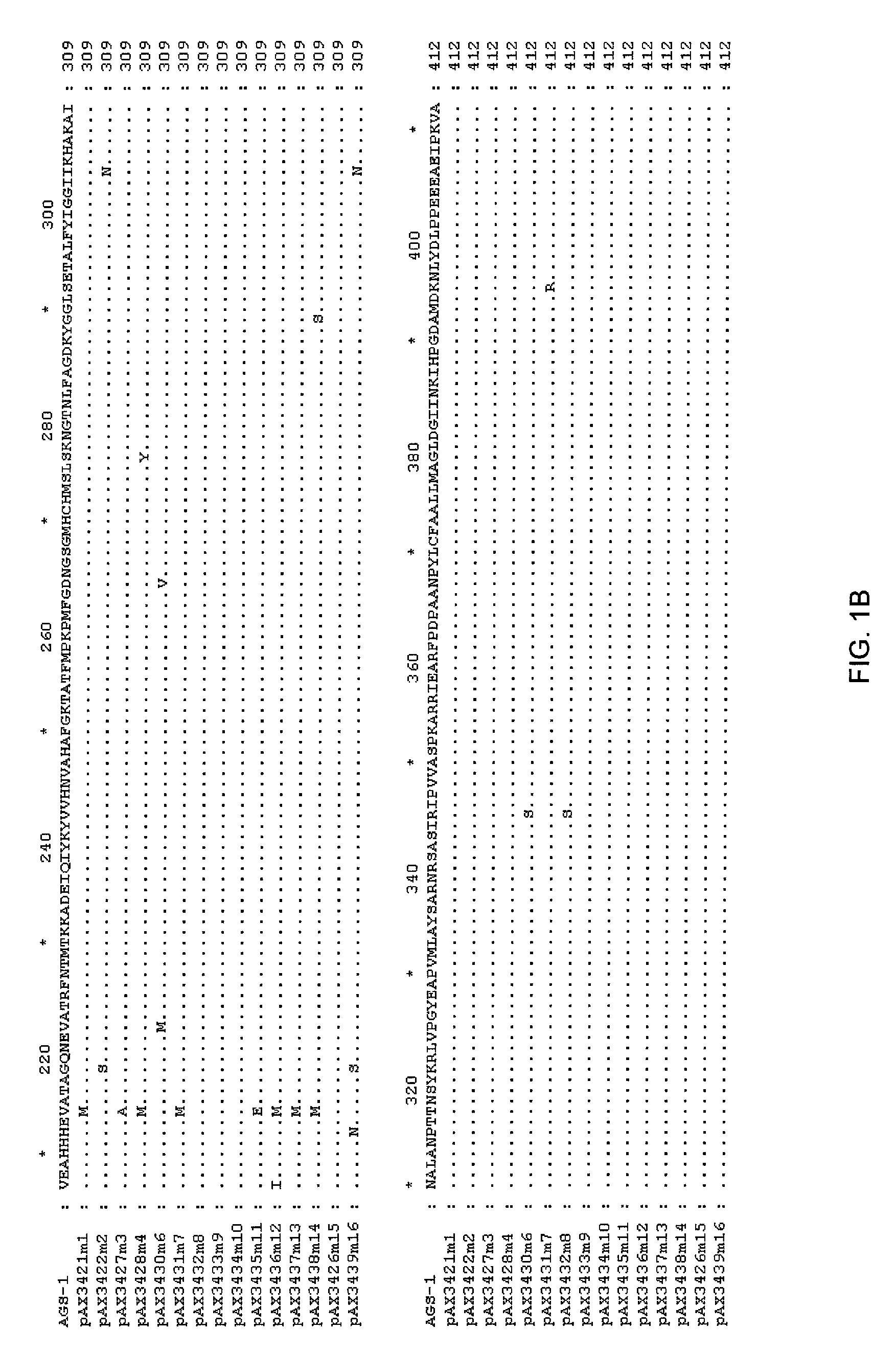 Bacterial glutamine synthetases and methods of use