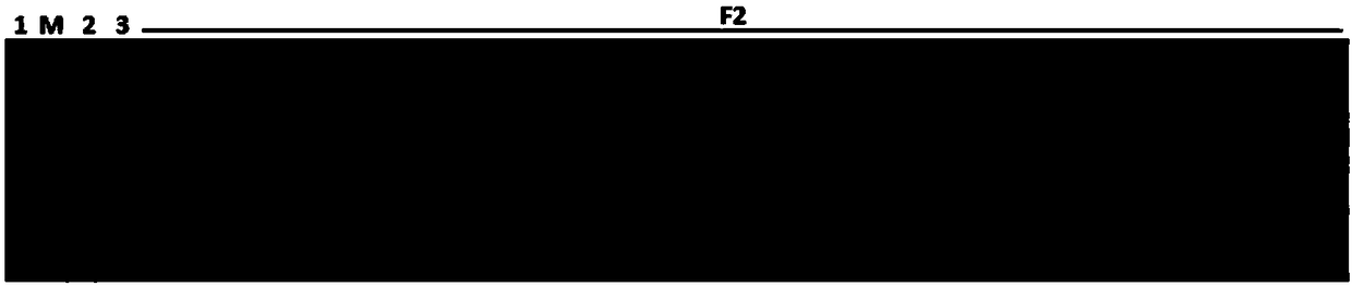 Molecular marker TJcM02 for identifying separate flowers of muskmelons and application thereof