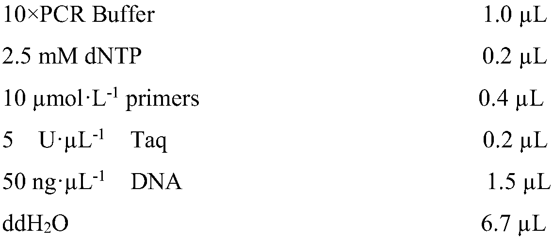 Molecular marker TJcM02 for identifying separate flowers of muskmelons and application thereof