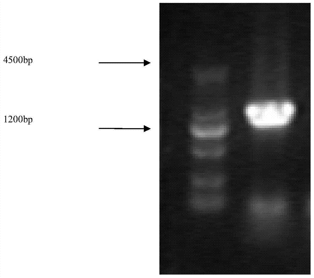 Method for oxidizing binary primary alcohol by using alcohol dehydrogenase