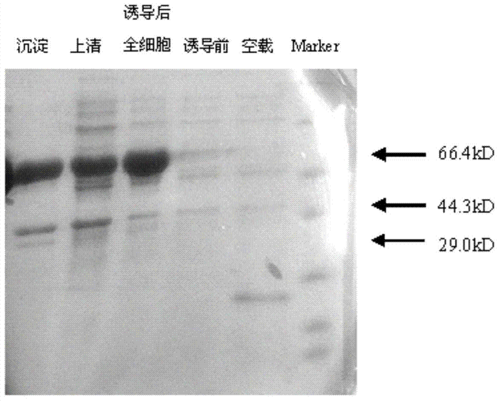 Method for oxidizing binary primary alcohol by using alcohol dehydrogenase