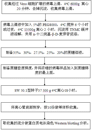 Purification method of recombinant herpes simplex virus