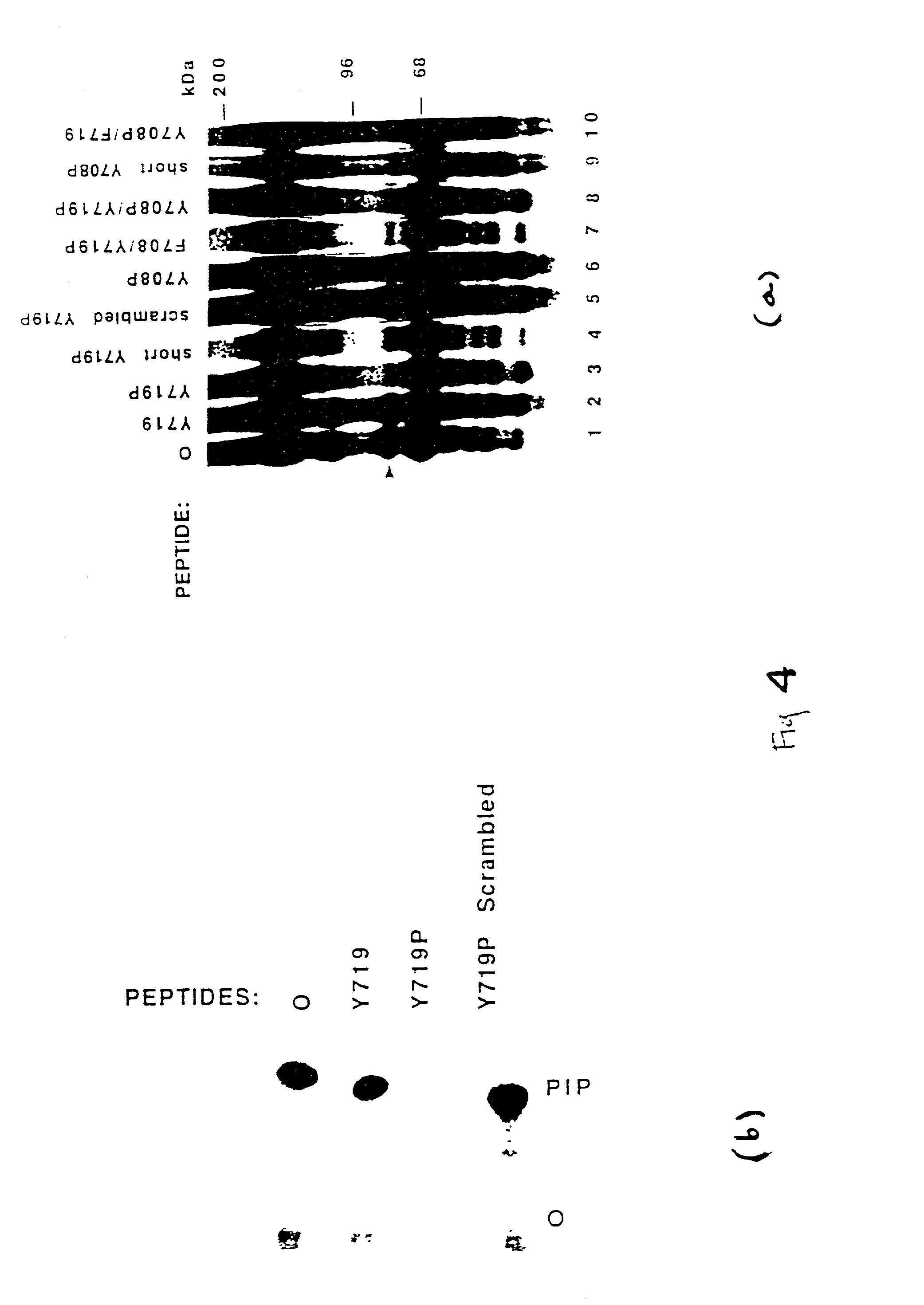 Human platelet-derived growth factor receptors