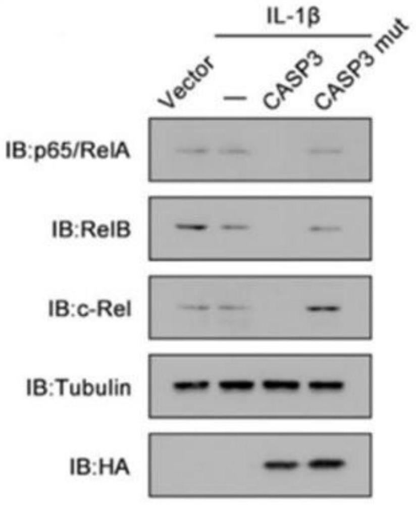 Application of z-vad-fmk in the preparation of human herpes simplex virus type 1 inhibitor