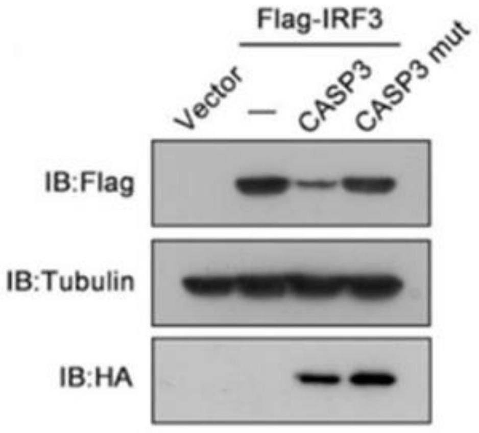 Application of z-vad-fmk in the preparation of human herpes simplex virus type 1 inhibitor