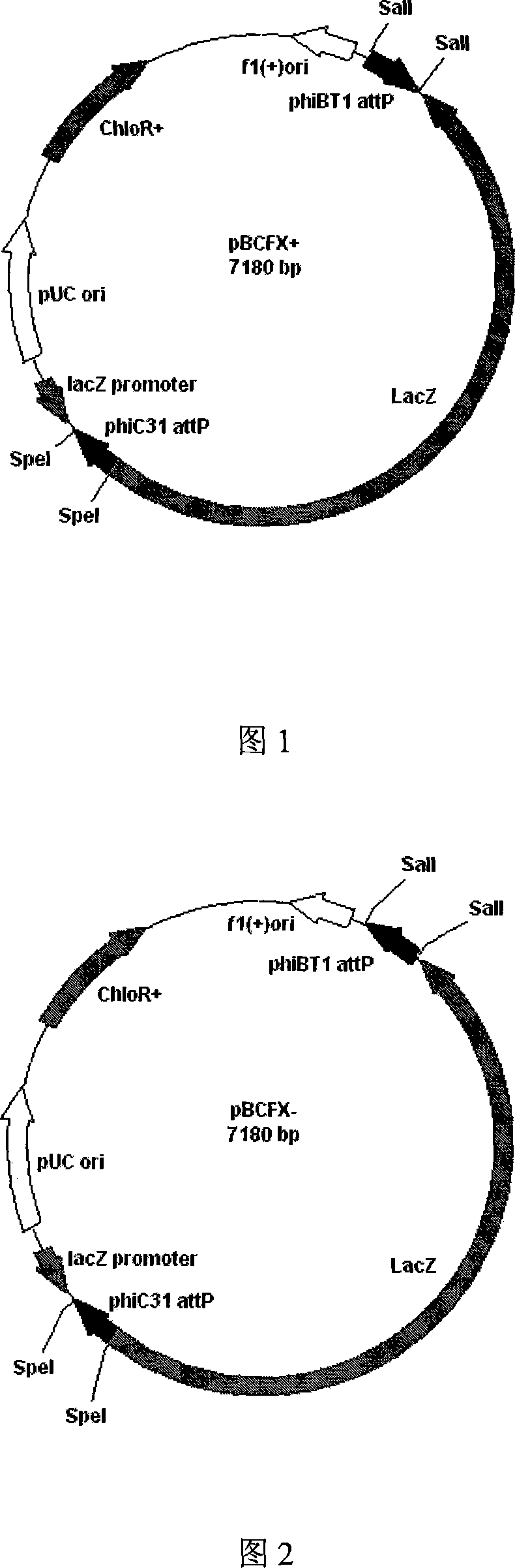 Gene clone plasmid based on Phi BT1 integrase and Phi C31 integrase