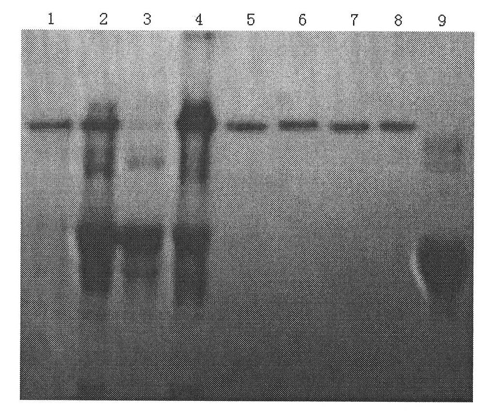 Method for preparing novel affinity medium and application thereof