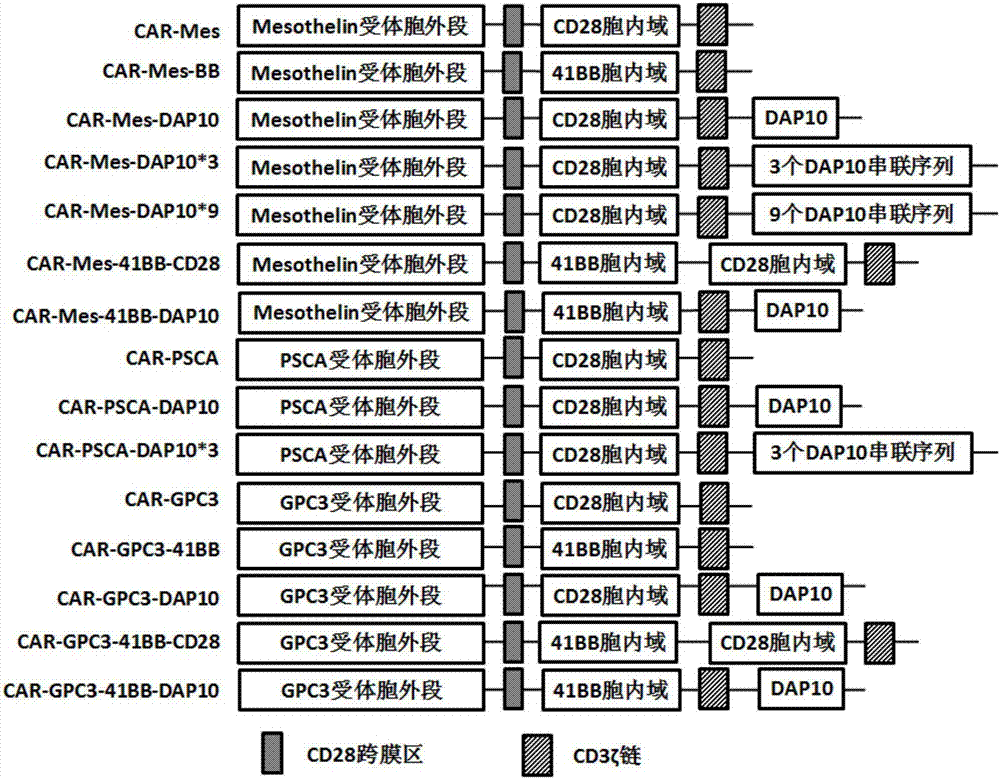 Nucleic acid molecule for enhancing antitumor activity of T cells