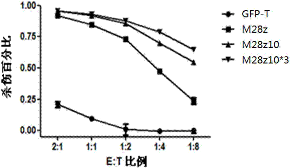 Nucleic acid molecule for enhancing antitumor activity of T cells