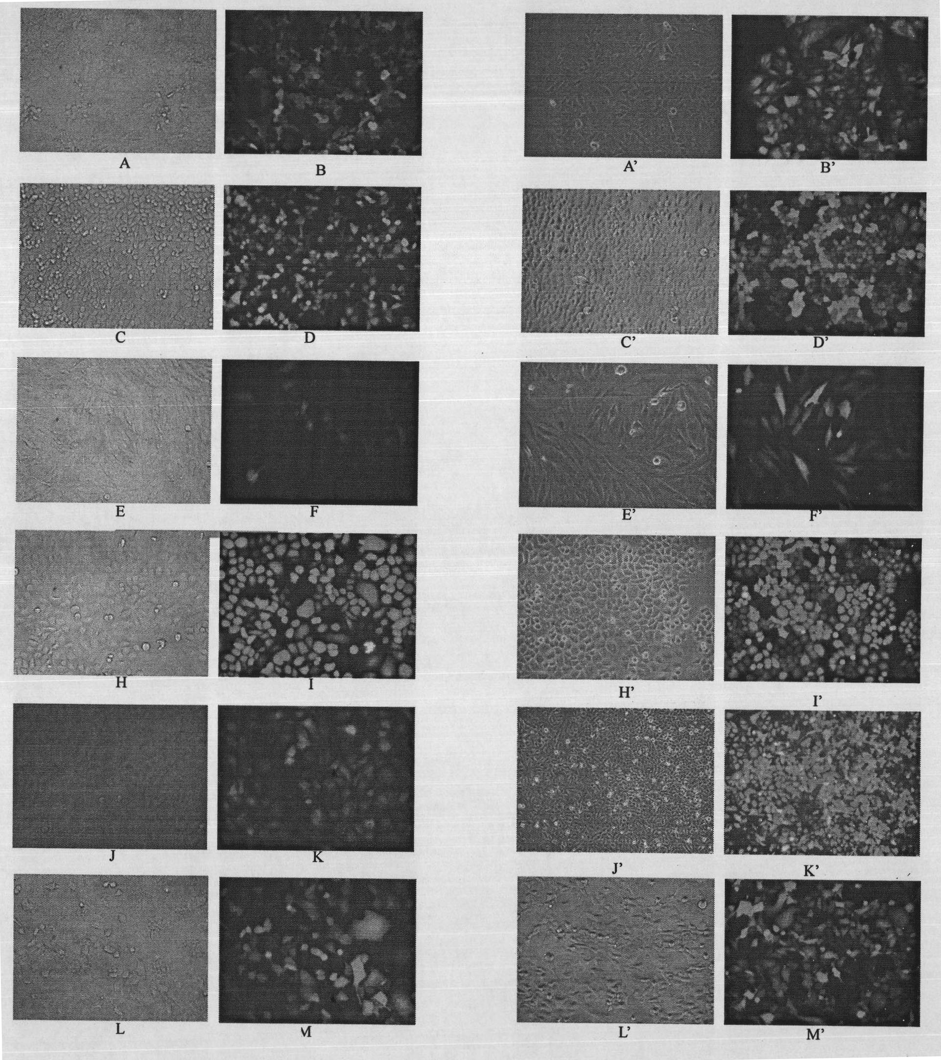 Mycoplasma clearing reagent and application thereof