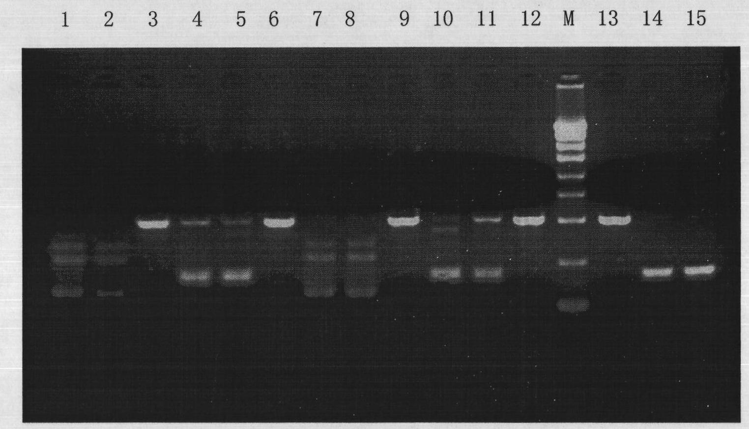 Mycoplasma clearing reagent and application thereof