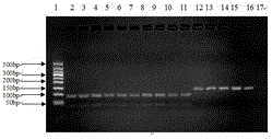 American ginseng DNA detection reagent box and identification method