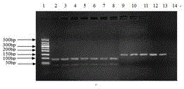 American ginseng DNA detection reagent box and identification method