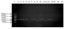 American ginseng DNA detection reagent box and identification method