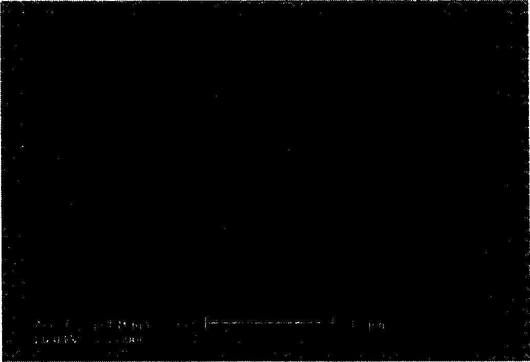 A surface plasmon crystal and a preparation method thereof