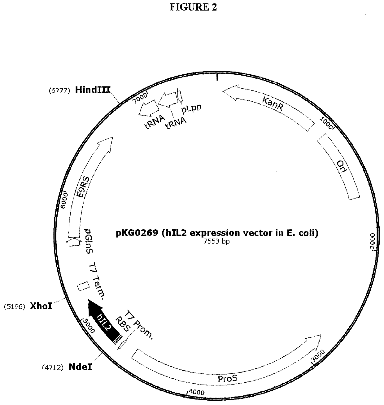 Interleukin-2 polypeptide conjugates and their uses