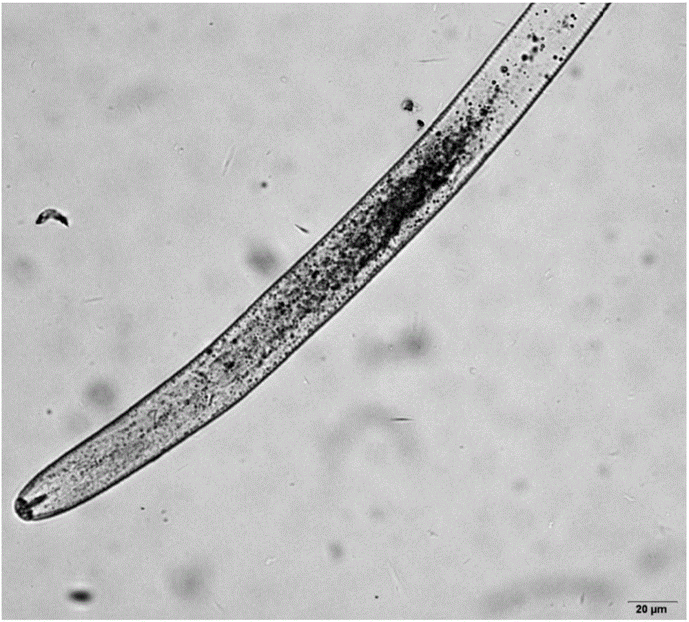 Heterodera avenae derived Ha-18764 protein and coding gene and application thereof