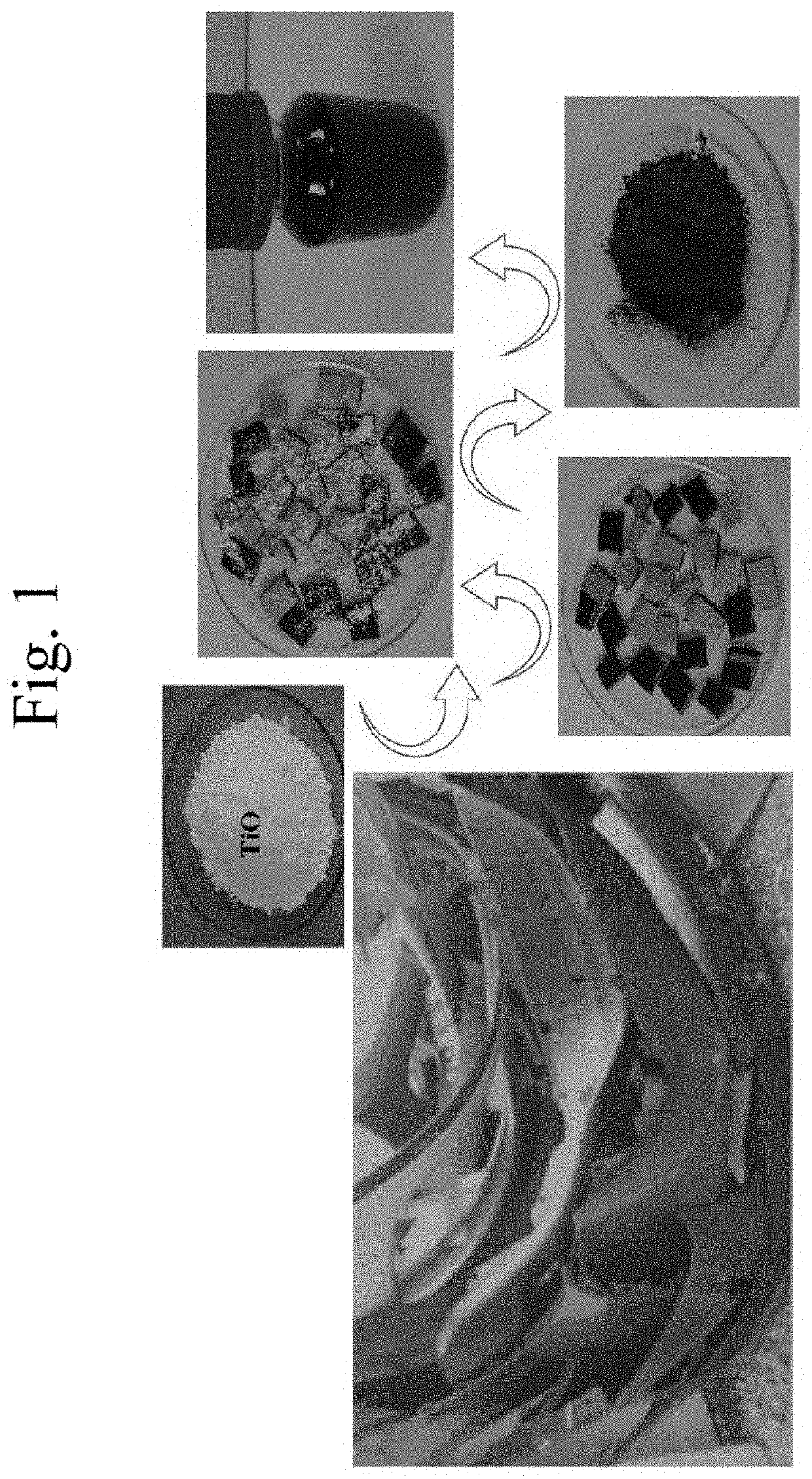 Titania-carbon dot-reduced graphene oxide composites, their make, and use