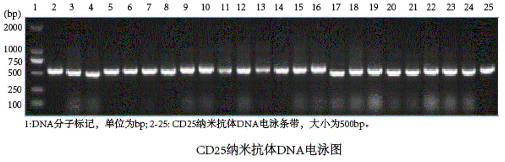 CD25 nanometer antibody as well as coding sequence and application thereof