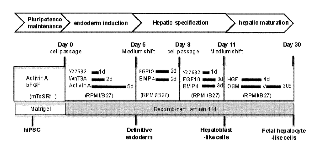 Use of a laminin for differentiating pluripotent cells into hepatocyte lineage cells