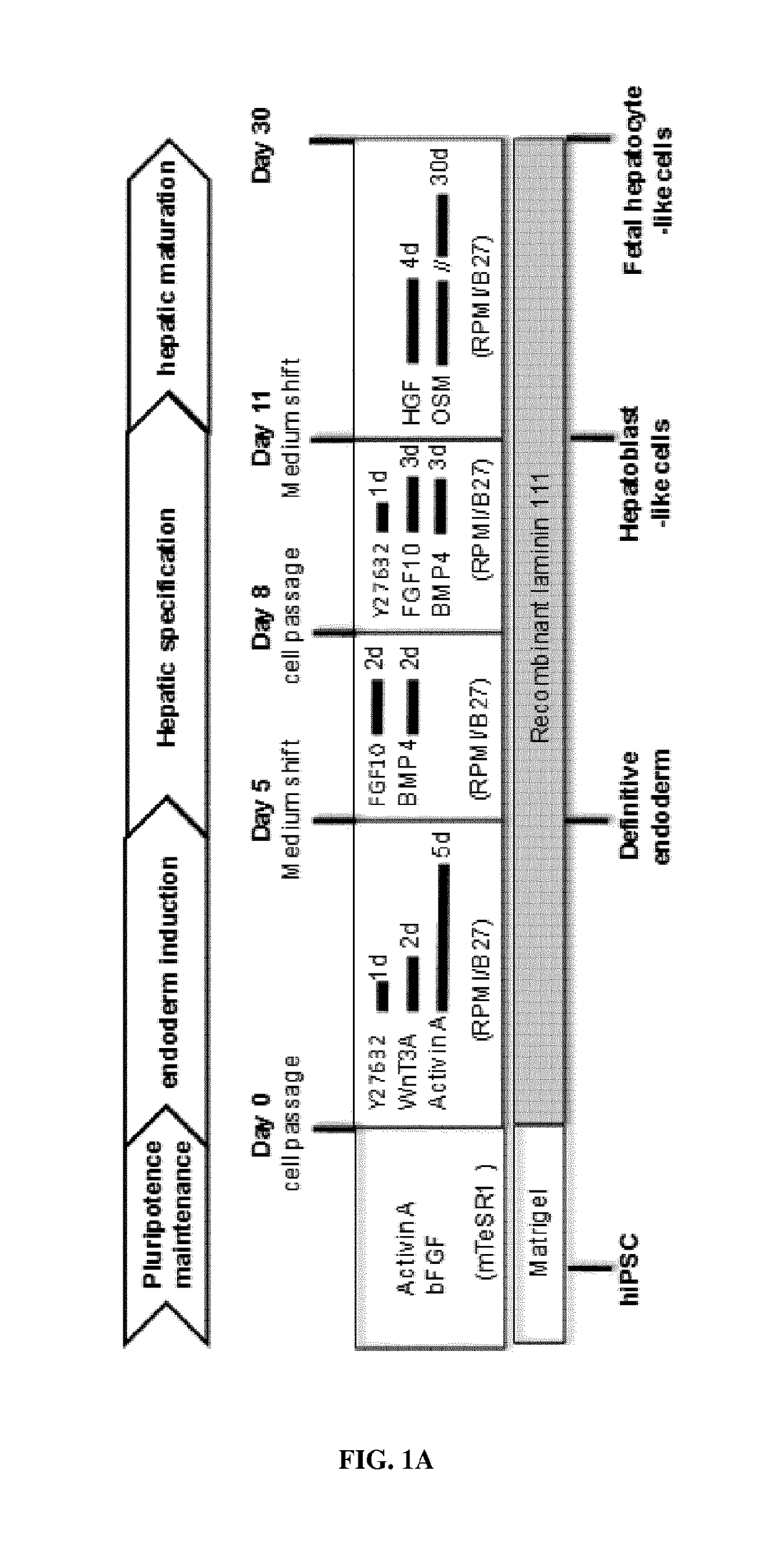 Use of a laminin for differentiating pluripotent cells into hepatocyte lineage cells