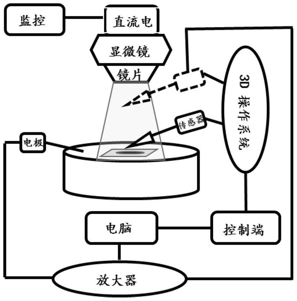 Method for in-vivo detection of small fish epidermal cell potassium ion flow