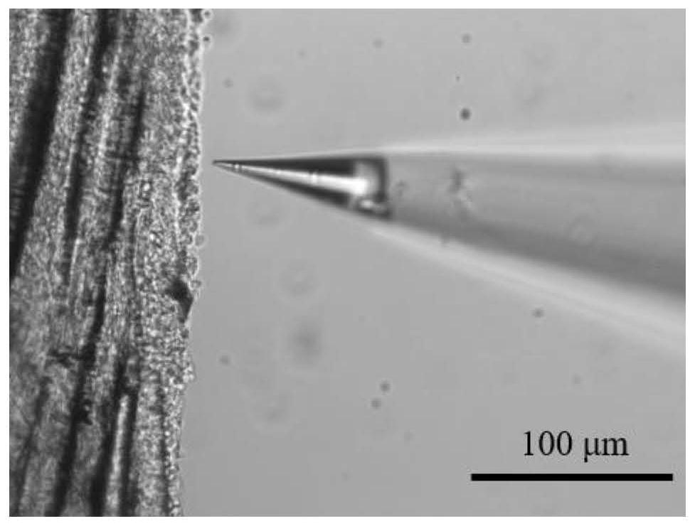 Method for in-vivo detection of small fish epidermal cell potassium ion flow