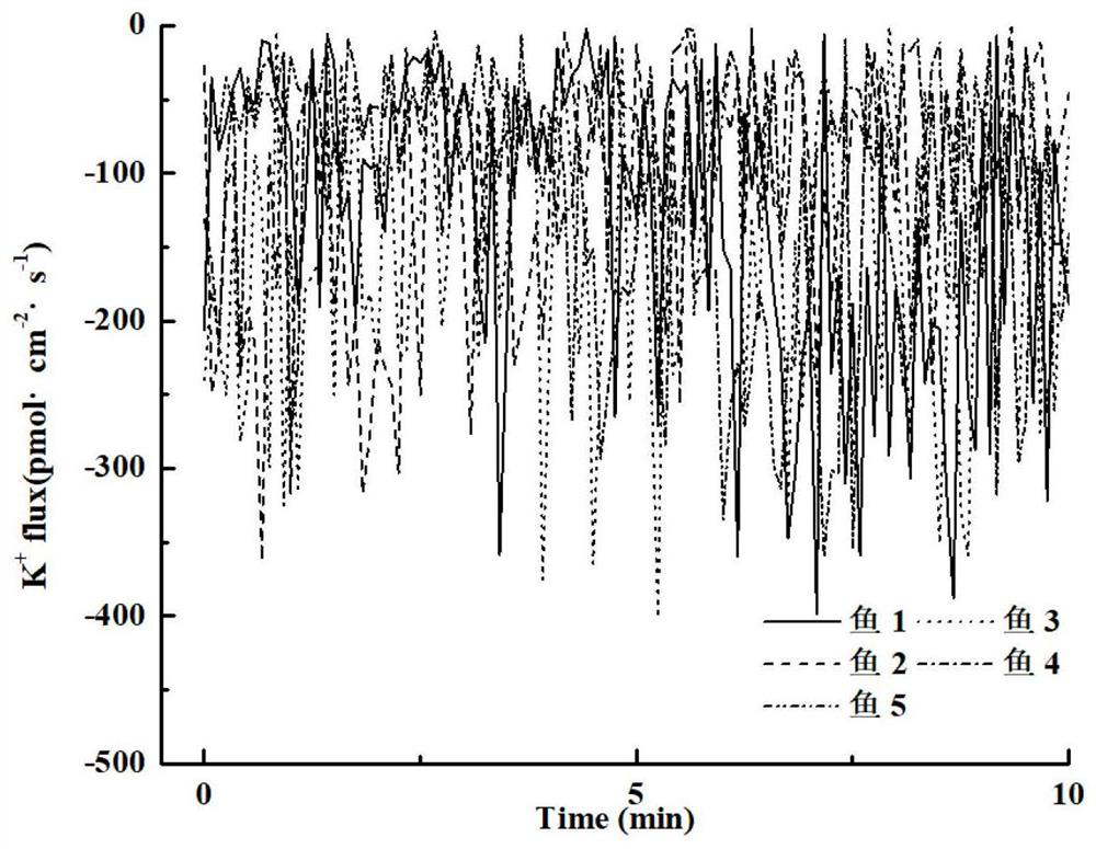 Method for in-vivo detection of small fish epidermal cell potassium ion flow