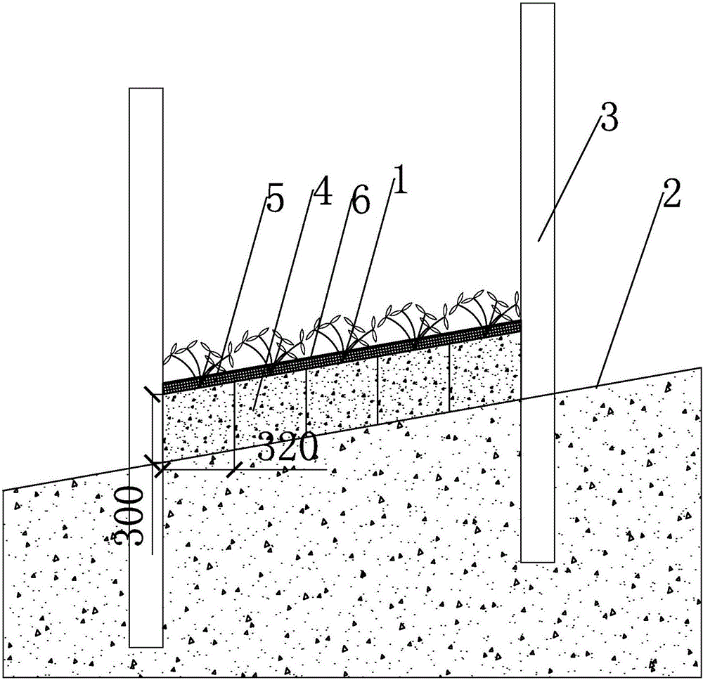 Vegetation restoration method of reservoir soft soil slope water-level-fluctuating zone