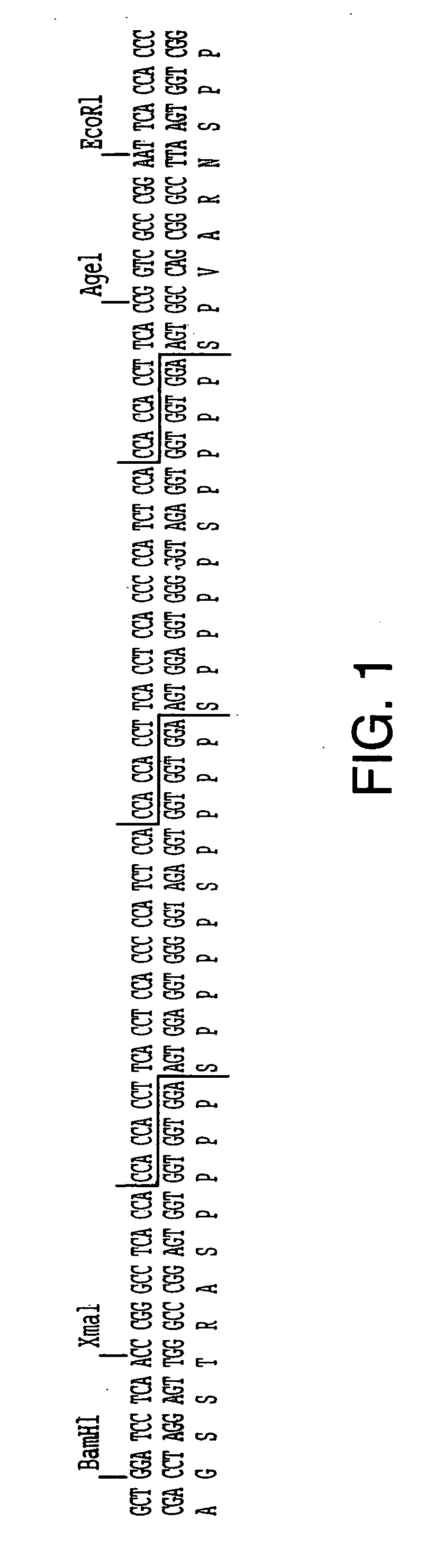 Synthetic genes for plant gums and other hydroxyproline-rich glycoproteins