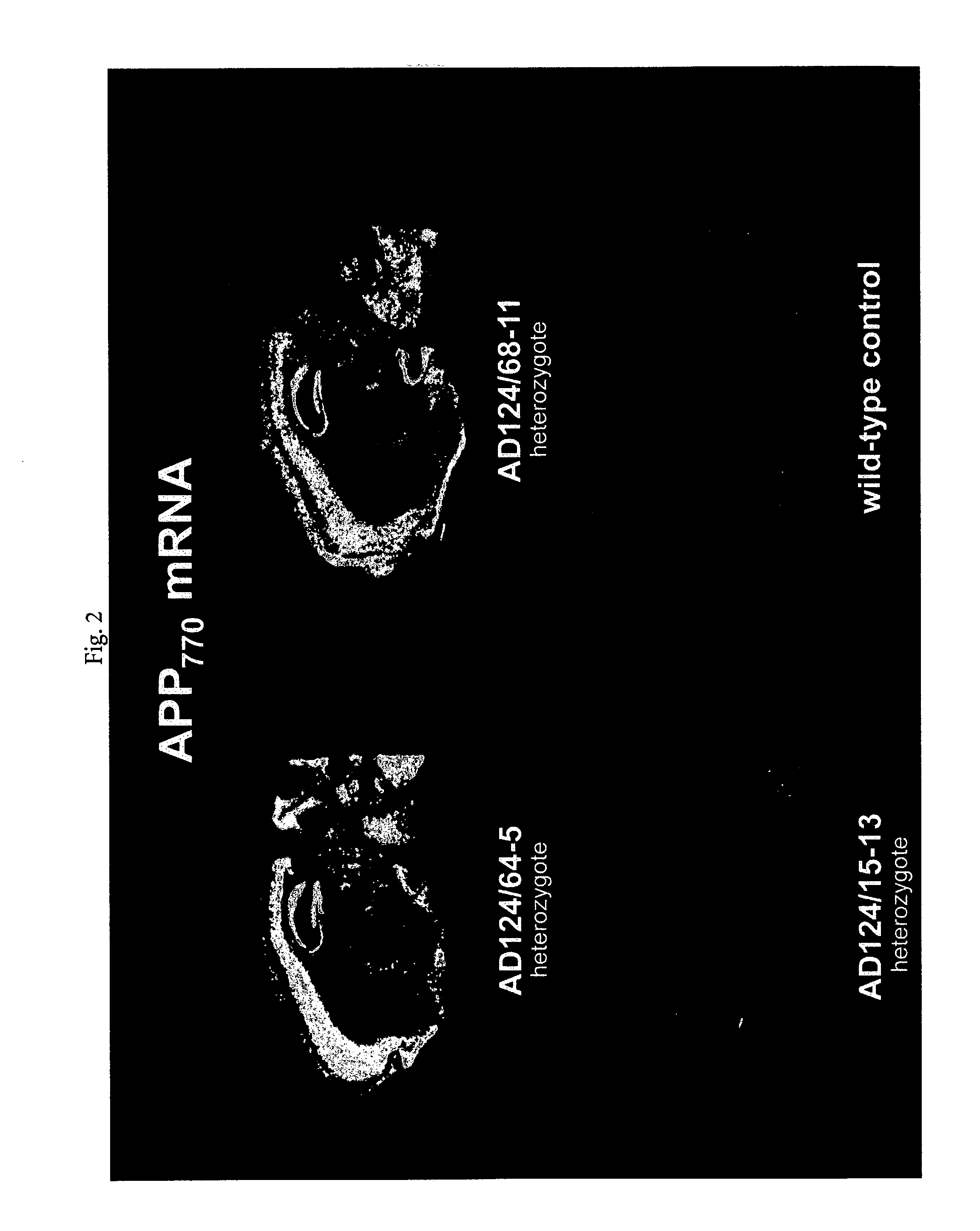 Double transgenic mice overexpressing human beta secretase and human APP-London