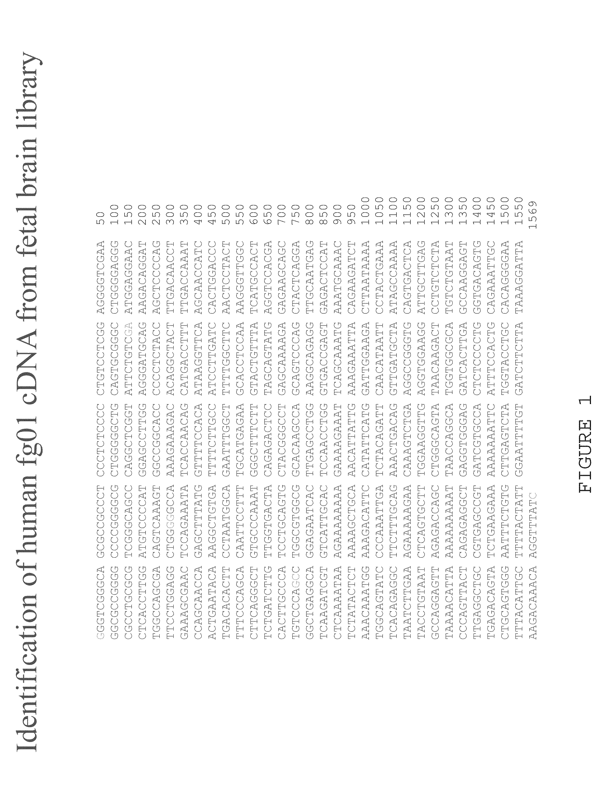 Human fg01 gene and its applications