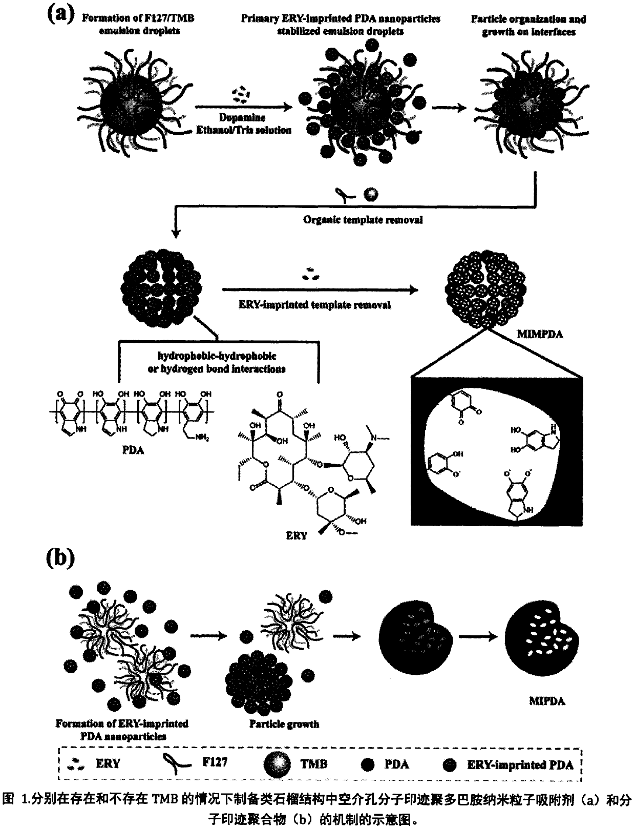 Preparation method and application of hollow mesoporous molecularly imprinted polydopamine nanoparticle adsorbent of pomegranate-like structure