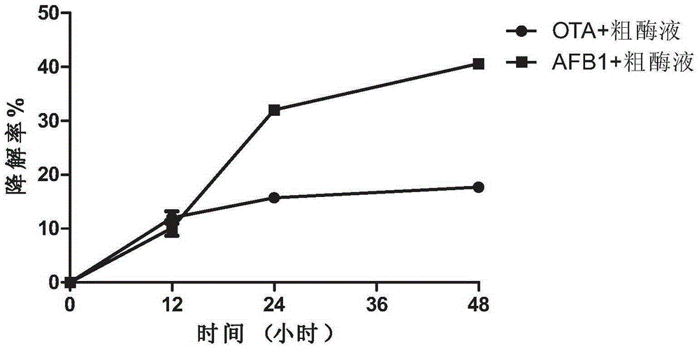 Luteimonas sp for degrading alflatoxin B1 and ochratoxin A and application of luteimonas sp