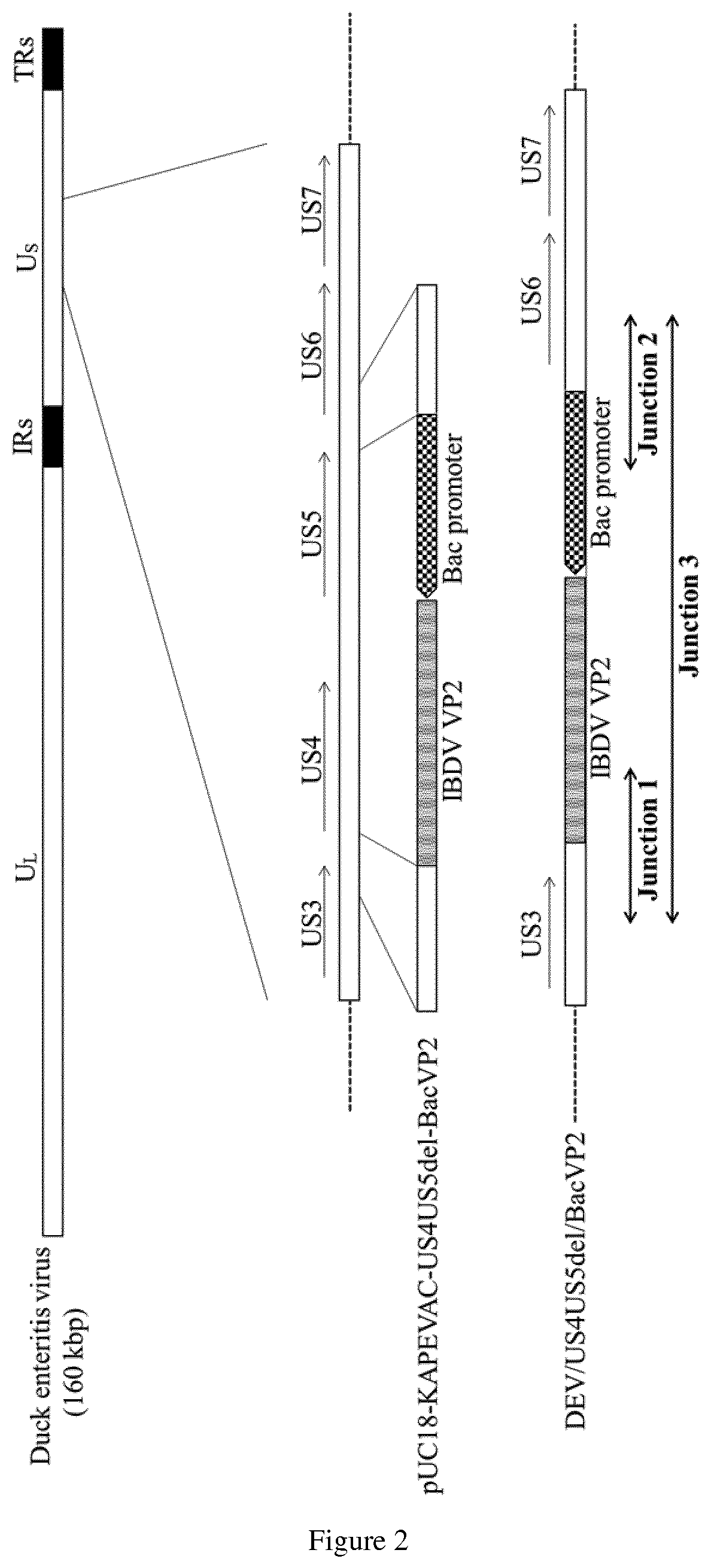 Duck Enteritis Virus and the uses thereof