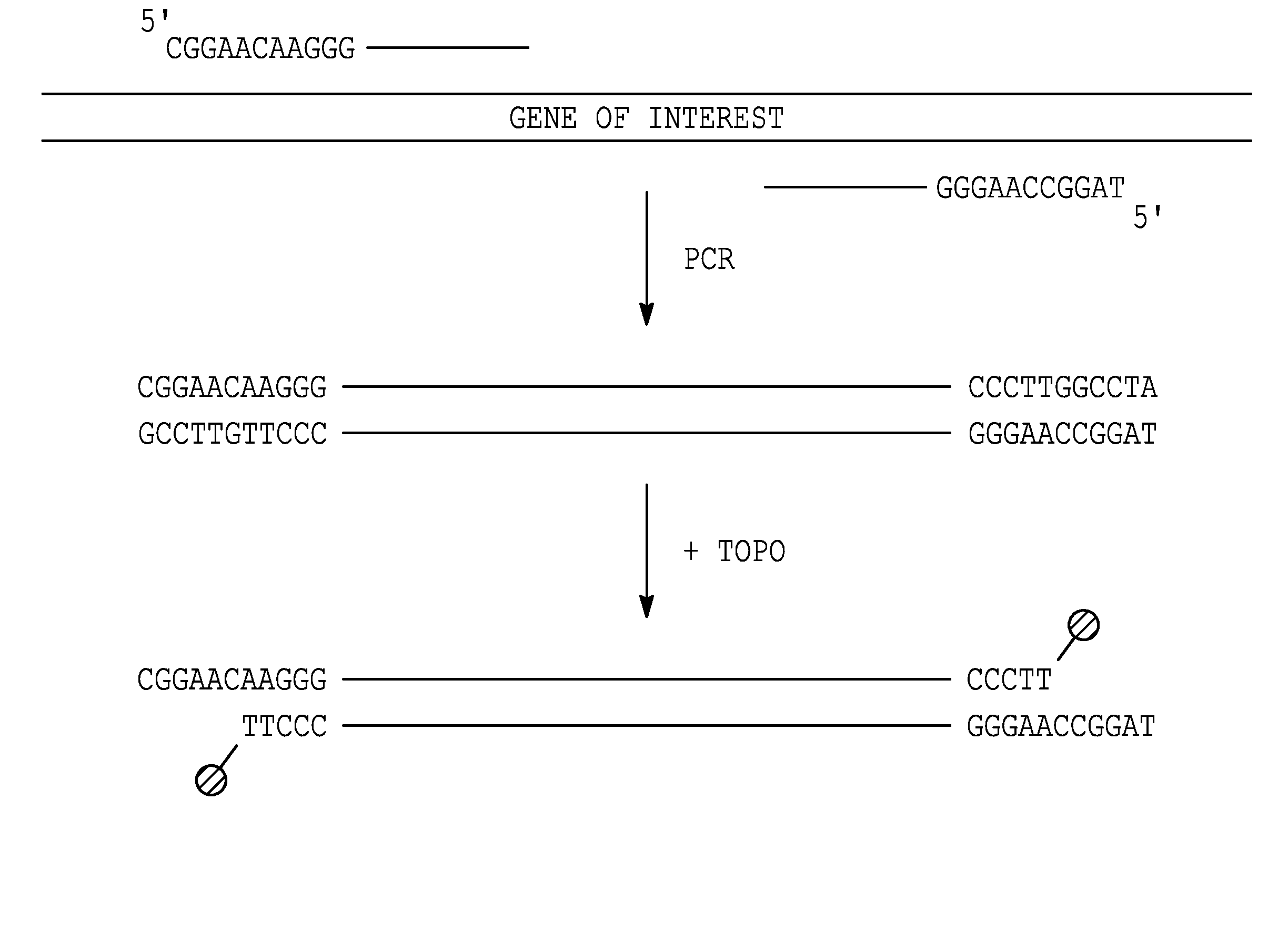 Methods and compositions for generating recombinant nucleic acid molecules