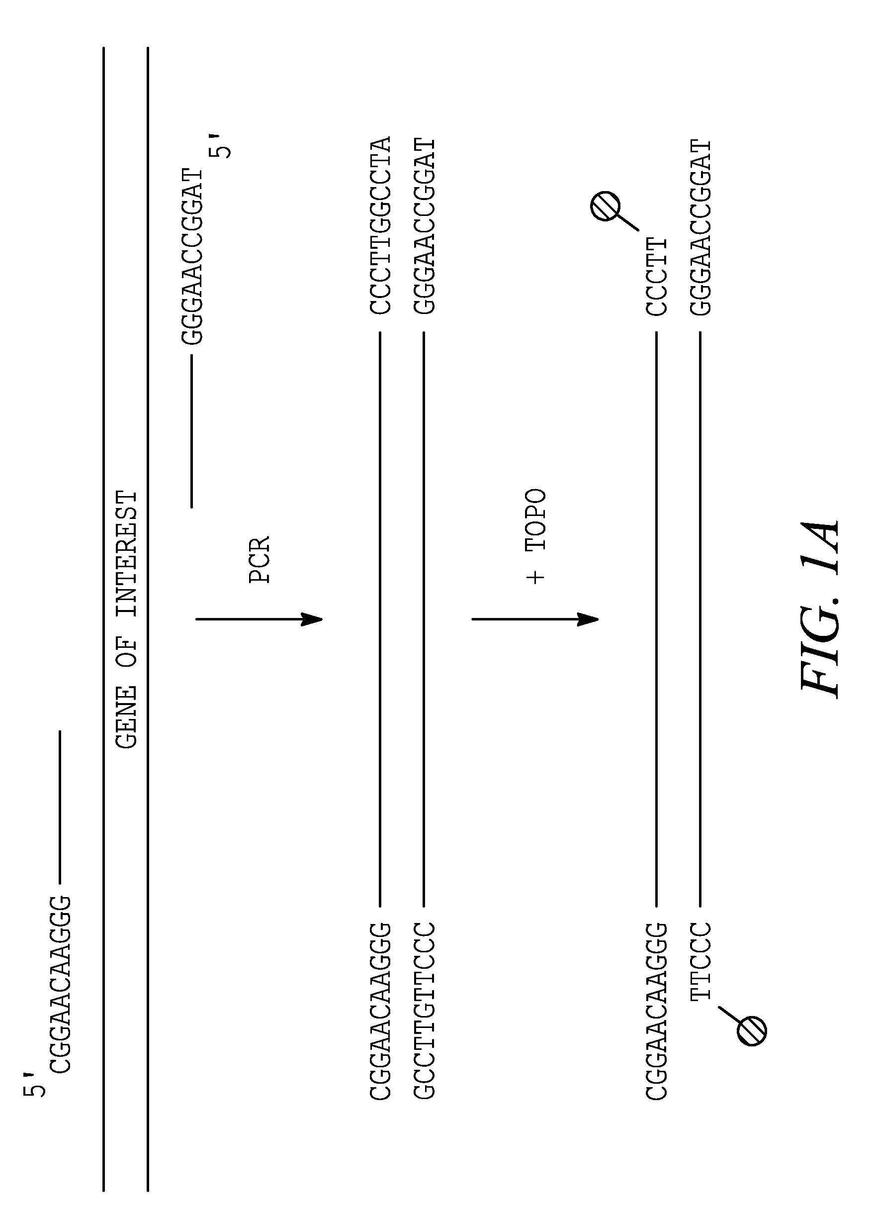 Methods and compositions for generating recombinant nucleic acid molecules