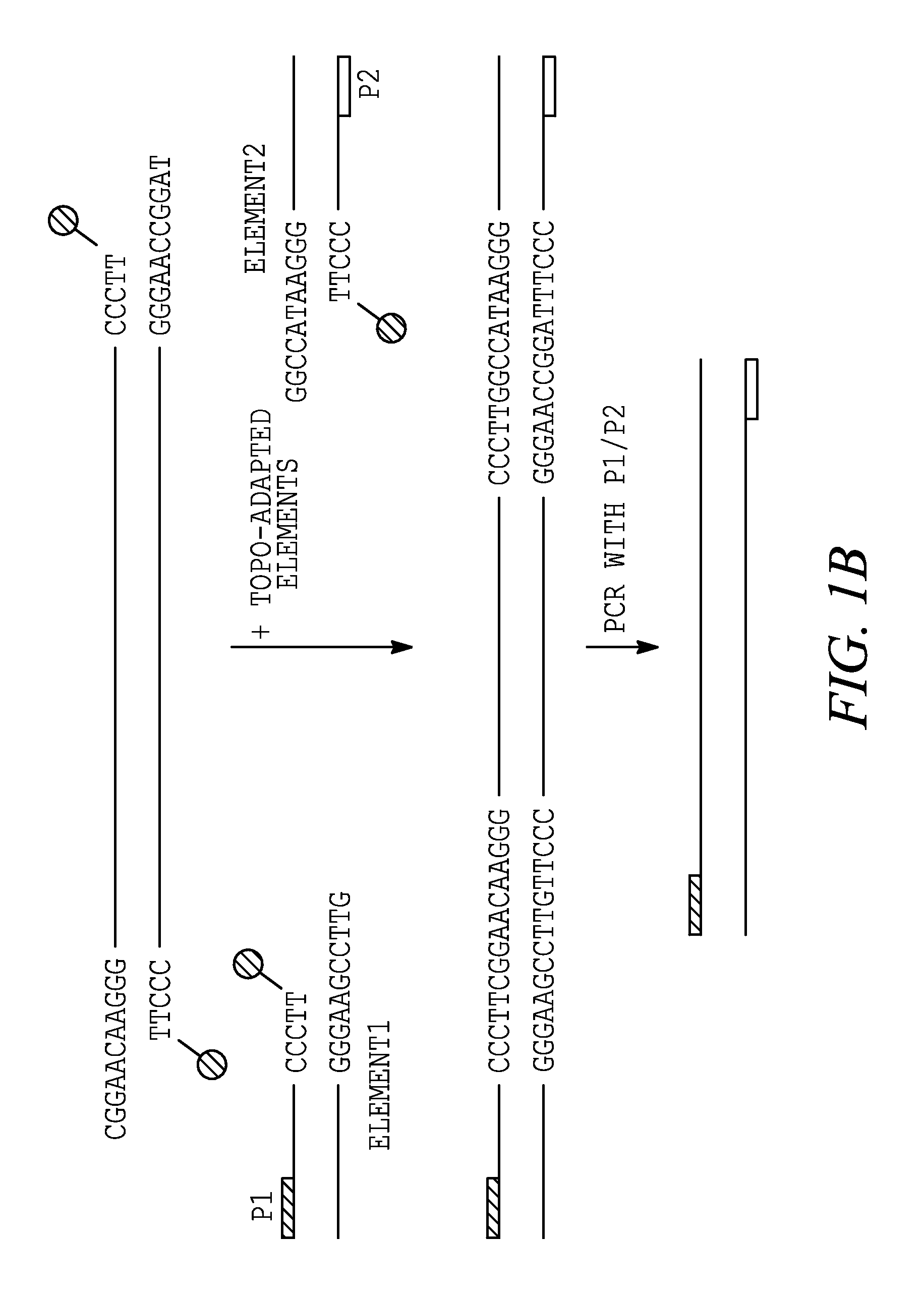 Methods and compositions for generating recombinant nucleic acid molecules