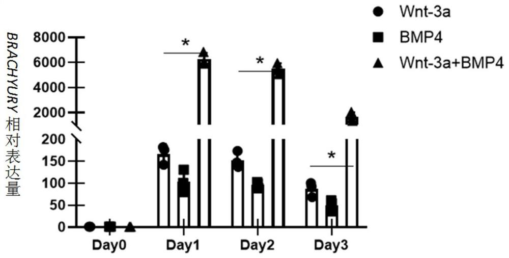 Method for preparing heart valve endothelial cells by inducing pluripotent stem cell differentiation, and application of heart valve endothelial cells