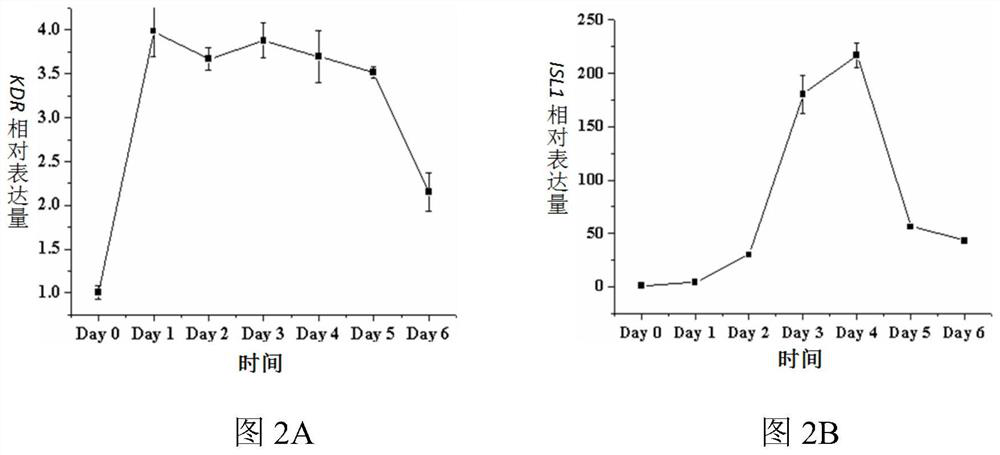 Method for preparing heart valve endothelial cells by inducing pluripotent stem cell differentiation, and application of heart valve endothelial cells