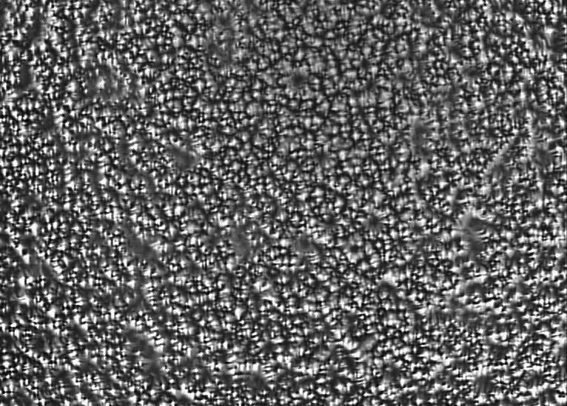 Monocrystalline silicon piece texturizing liquid and texturizing method thereof