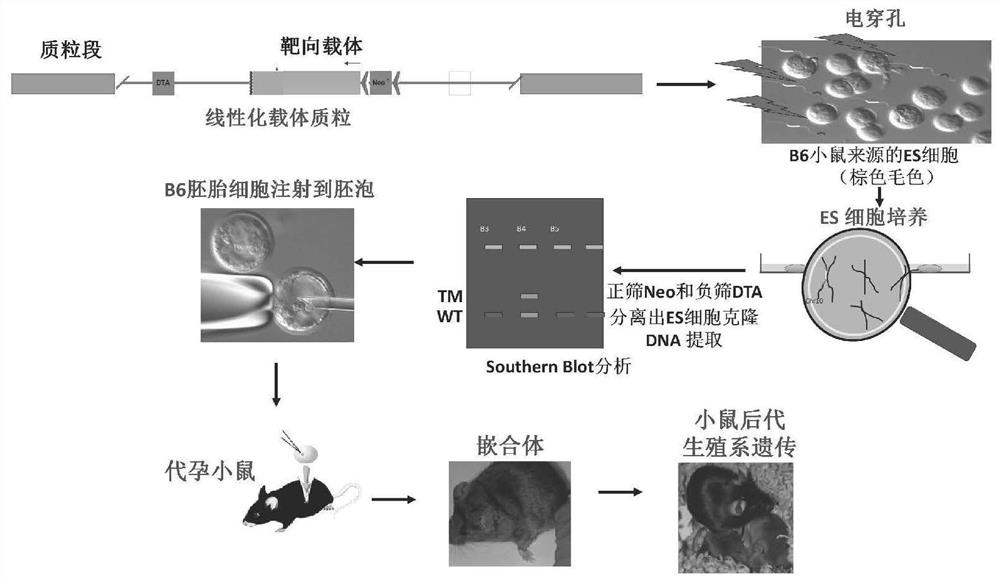 A method for constructing a mouse model of spontaneous lung squamous cell carcinoma