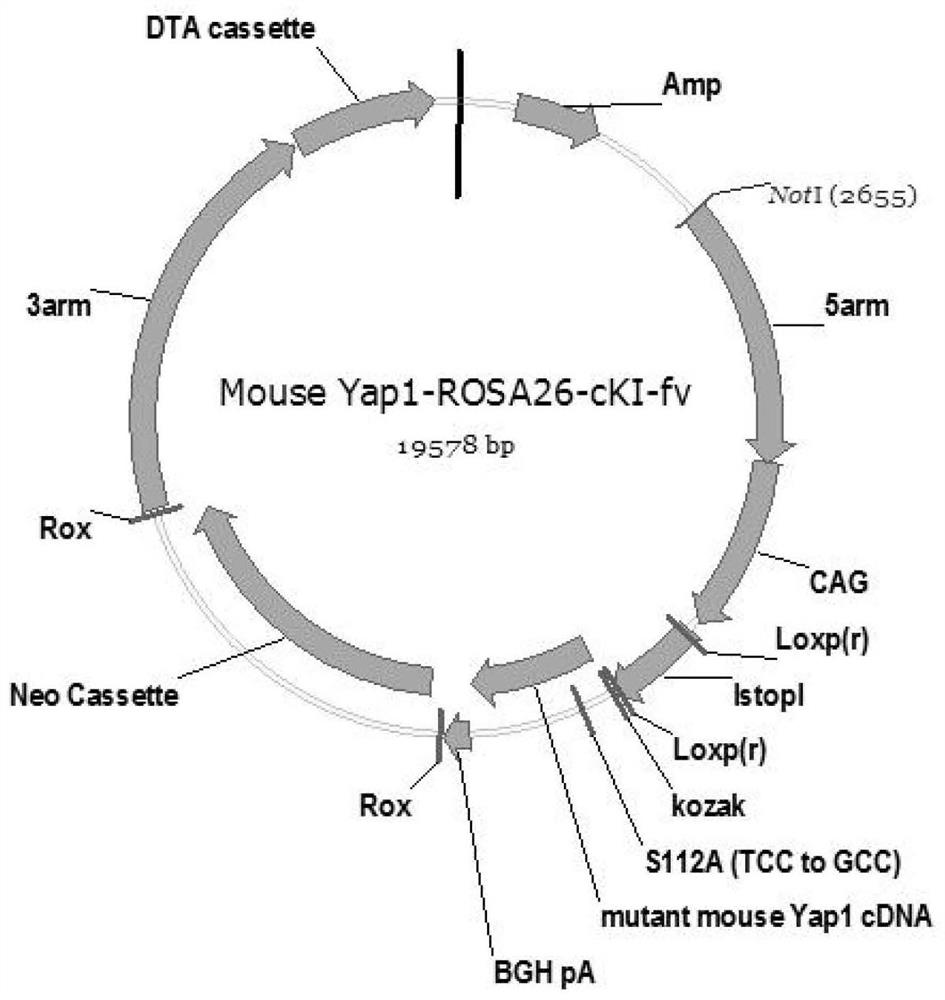 A method for constructing a mouse model of spontaneous lung squamous cell carcinoma