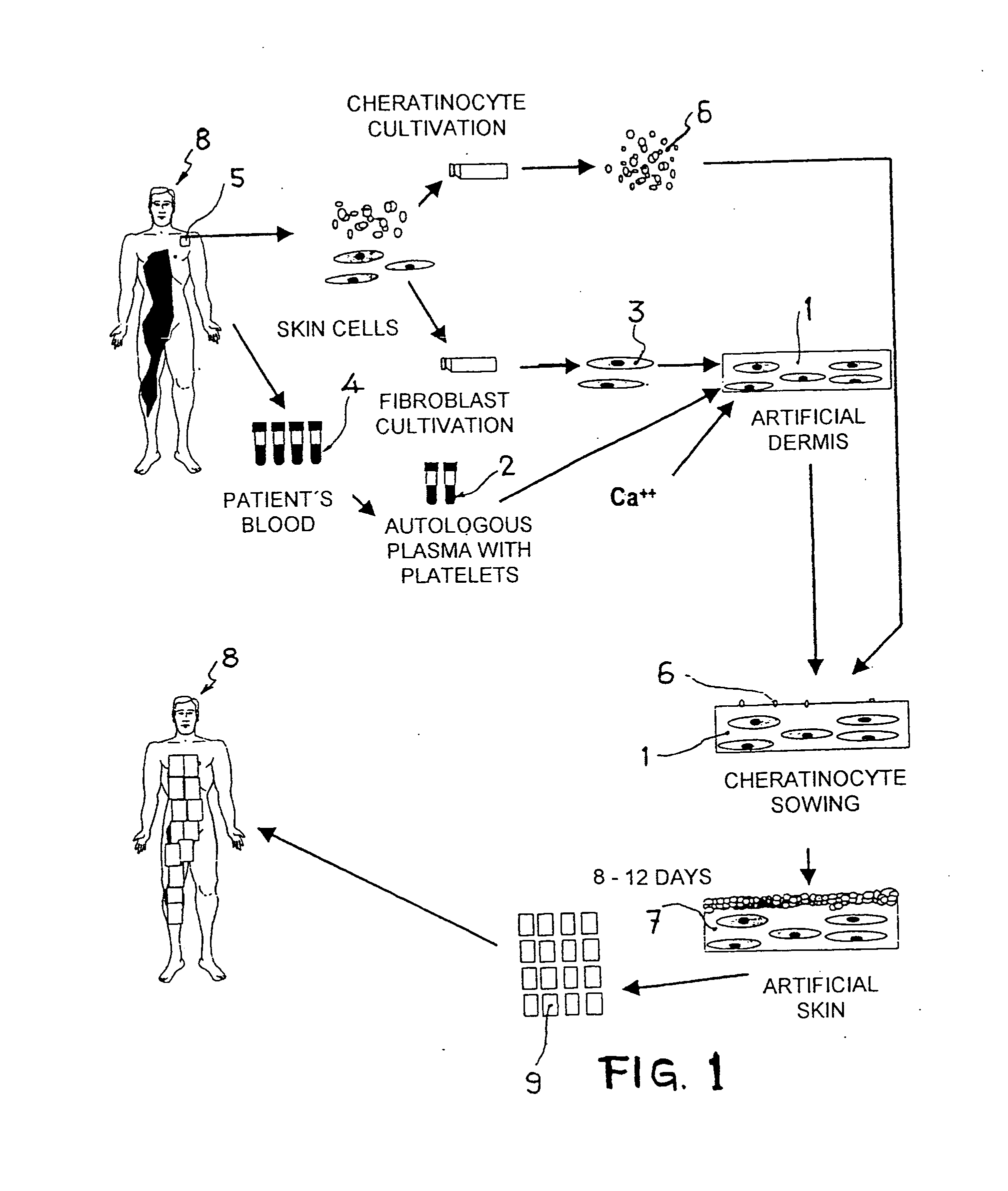 Artificial dermis and production method therefor