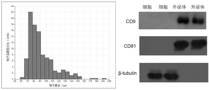 A kit for the diagnosis of early non-small cell lung cancer