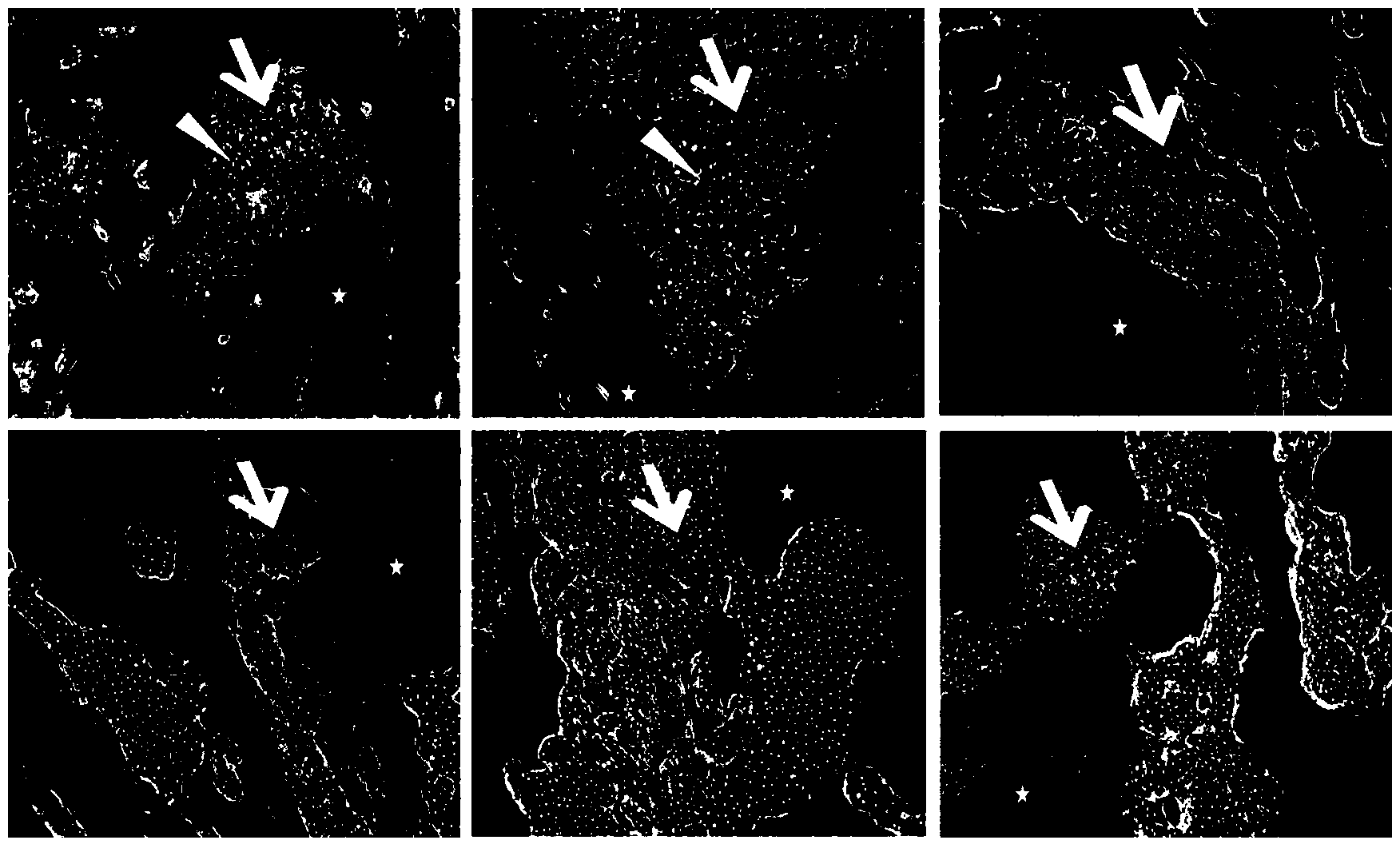 Co-culturing method of human primary hepatocytes and liver nonparenchymal cells