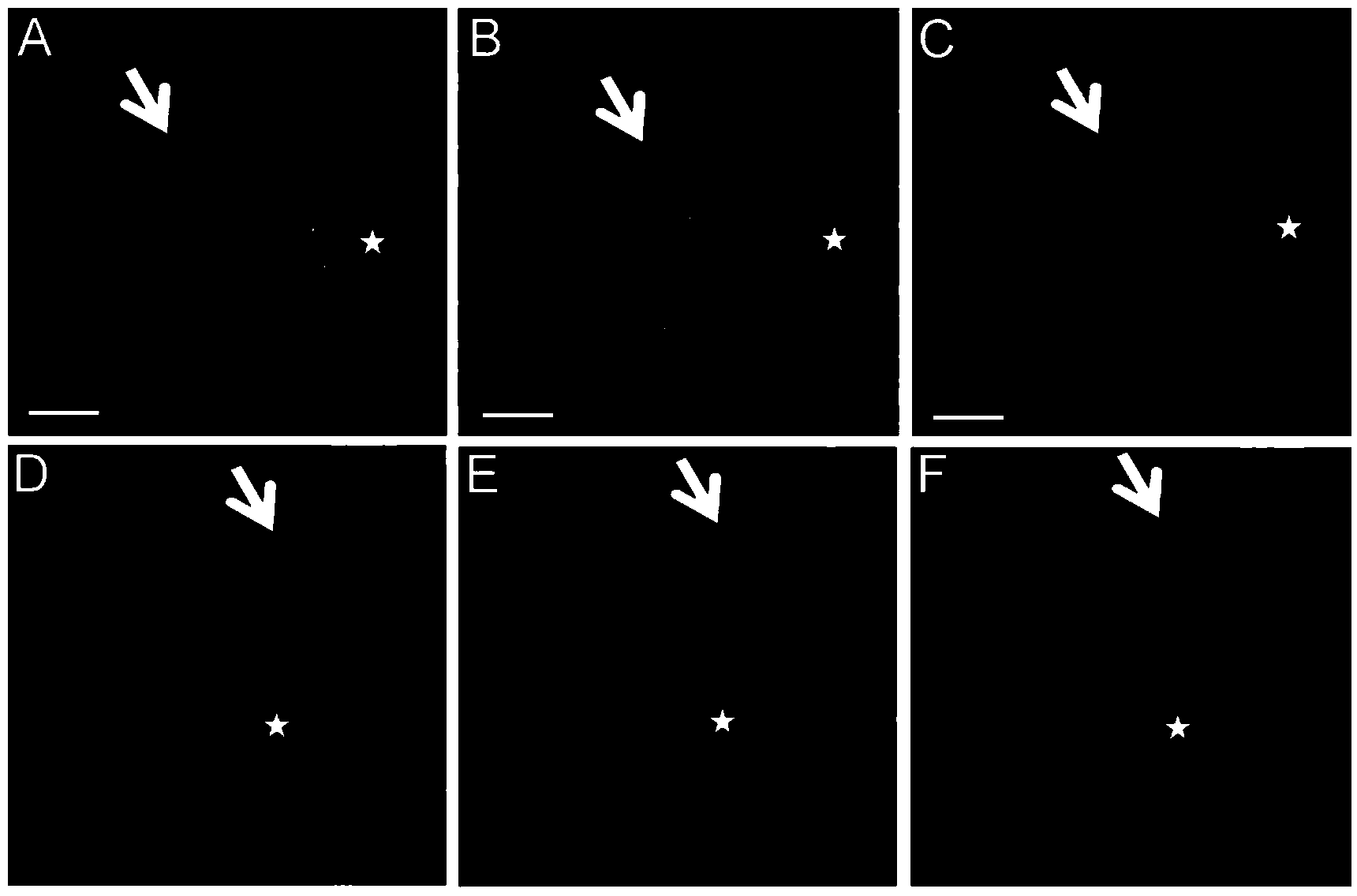 Co-culturing method of human primary hepatocytes and liver nonparenchymal cells