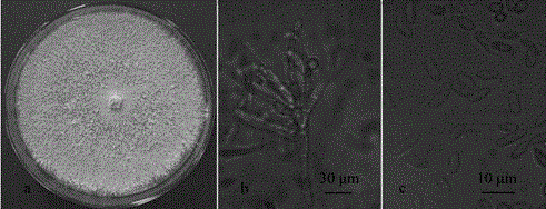 Fragrance generating fungus and application thereof